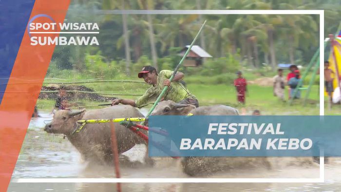 Mengikuti Keseruan Festival Barapan Kerbau di Sumbawa