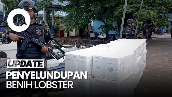 Video: PSDKP Batam Gagalkan Penyelundupan Benih Lobster Senilai Rp 13 Miliar