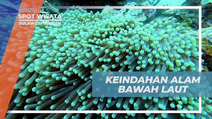 Menyaksikan Pesona Alam Bawah Laut di Sulawesi Tengah