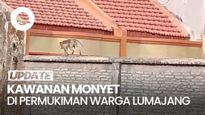 Video: Diduga Kelaparan, Kawanan Monyet Turun ke Permukiman Warga di Lumajang