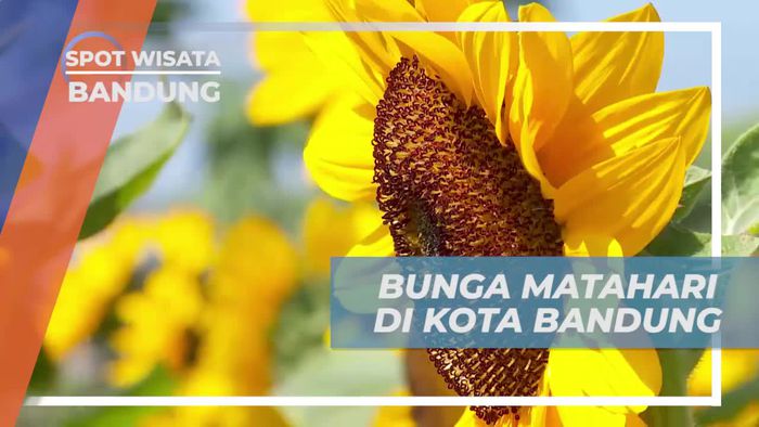 Mengabadikan Momen Cantik di Taman Bunga Matahari, Bandung