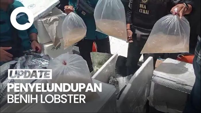 Video: Bea Cukai Batam Gagalkan Penyelundupan Benih Lobster Rp 26.9 Miliar