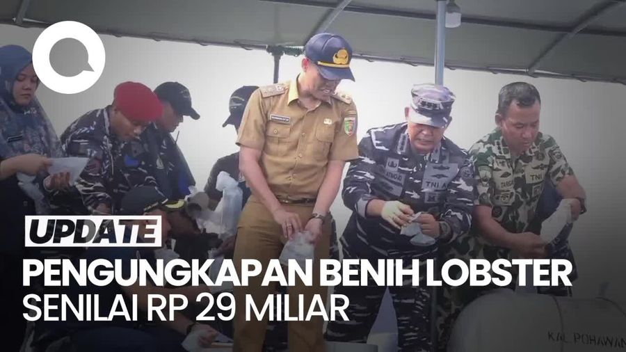 Video: Lanal Lampung Amankan 194.156 Benih Lobster Ilegal Senilai Rp 29 M