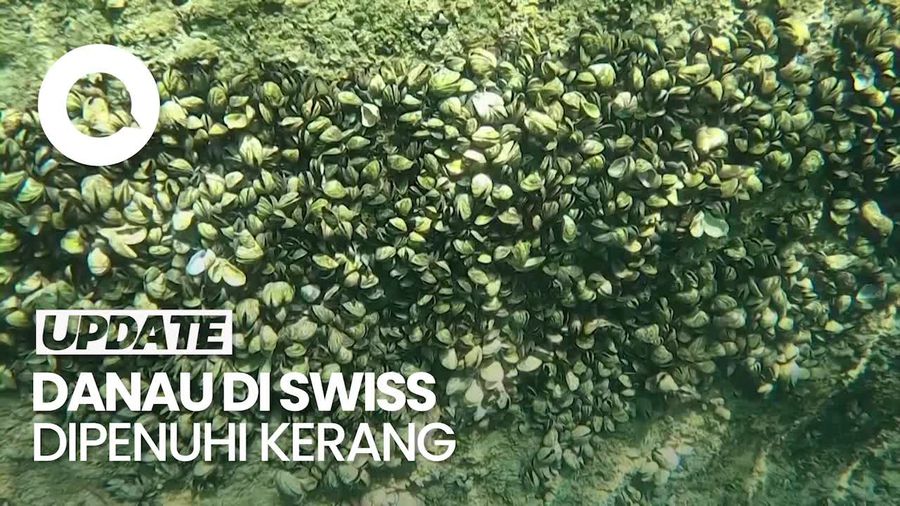 Video: Sejumlah Danau di Swiss Terganggu Populasi Kerang Invasif