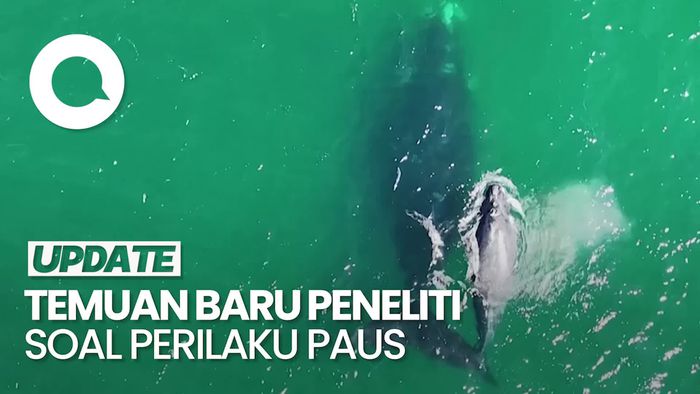 Video: Fenomena Paus Mencari Makan hingga ke Dasar Laut di Pantai Patagonia