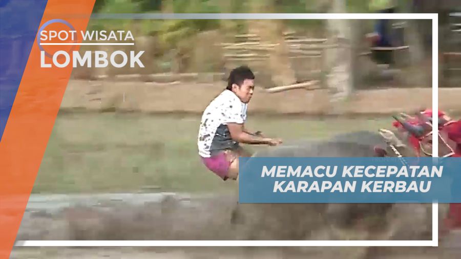Memacu Kecepatan dalam Karapan Kerbau di Desa Barang Beru Sumbawa