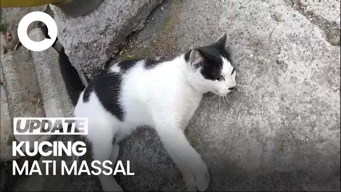 Video Heboh Belasan Kucing di Kota Malang Mati Massal