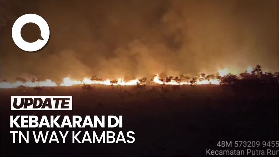 Video: 350 Hektare Lahan-Satwa Trenggiling Terbakar di TN Way Kambas