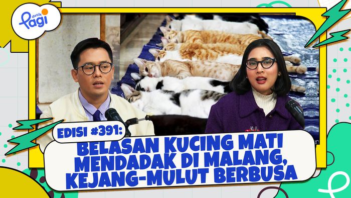 Belasan Kucing Mati Mendadak di Malang, Kejang-Mulut Berbusa