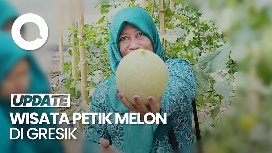 Video: Warga Gresik Ubah Lahan Gersang jadi Wisata Petik Melon