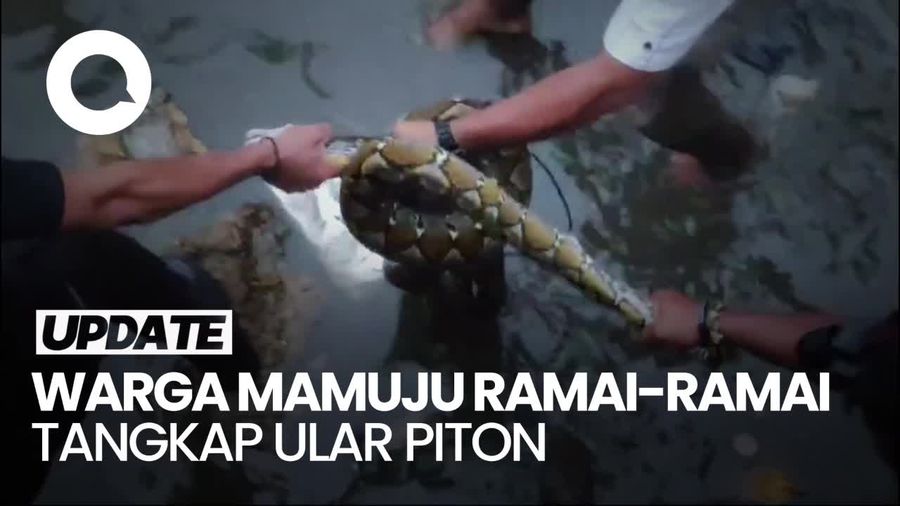 Video: Momen Warga Mamuju Ramai-ramai Tangkap Ular Piton Sepanjang 4 Meter