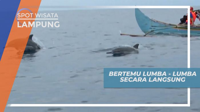 Bertemu Lumba-Lumba di Teluk Kiluan Lampung