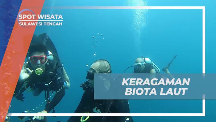 Menemukan Keindahan Biota Laut di Kedalaman Sulawesi Tengah