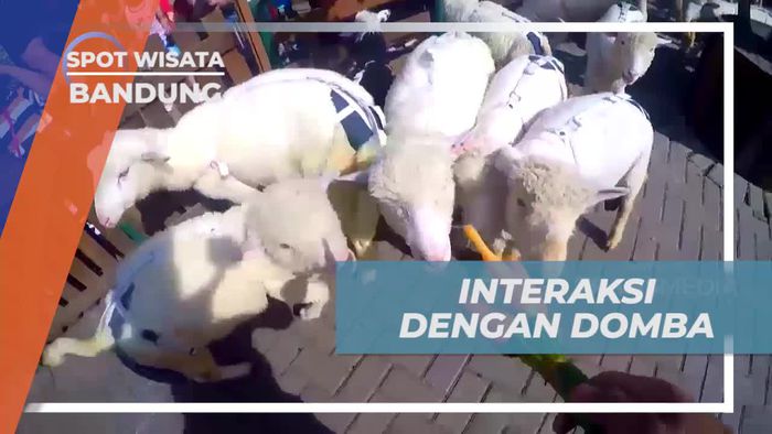 Berinteraksi dengan Domba di Farm House Lembang, Bandung