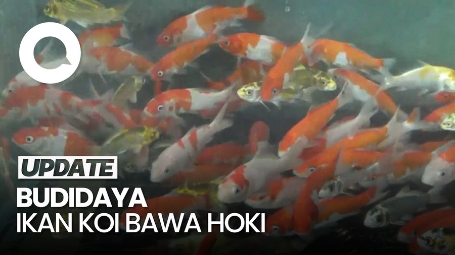 Video: Cerita Pemuda Lumajang Cuan Puluhan Juta dari Budidaya Ikan Koi