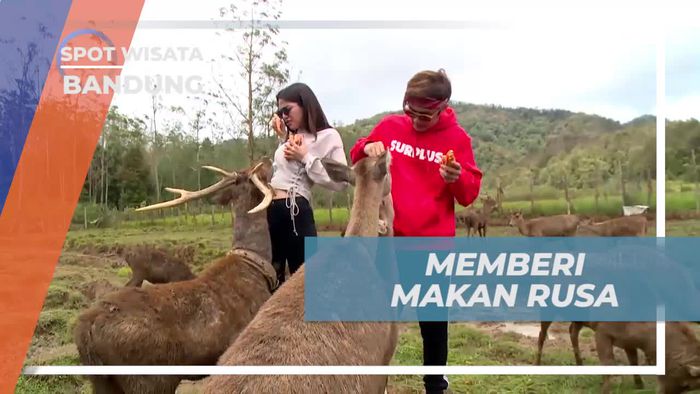 Memberi Makan Rusa di Ranca Upas, Bandung