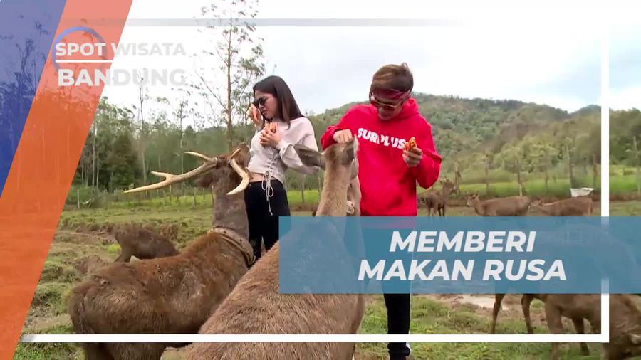Memberi Makan Rusa di Ranca Upas, Bandung