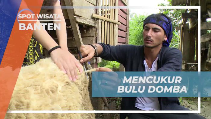 Mencukur Bulu Domba dengan Perlahan di Banten