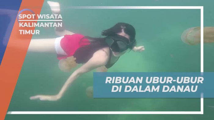 Menelusuri Ribuan Ubur-Ubur di Danau Kakaban, Kalimantan Timur