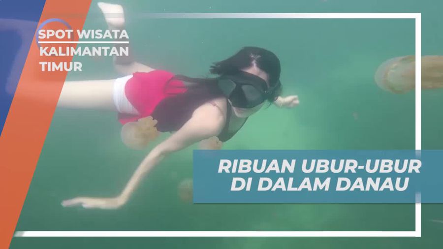 Menelusuri Ribuan Ubur-Ubur di Danau Kakaban, Kalimantan Timur