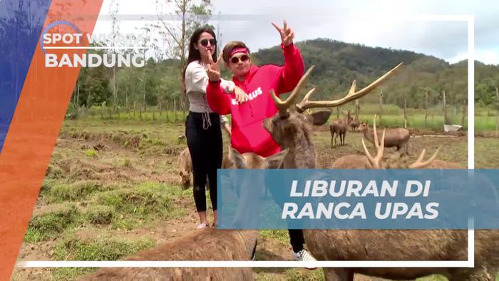 Berkunjung ke Ranca Upas dan Bertemu Banyak Rusa, Bandung