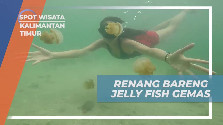 Berenang Bersama Ubur-Ubur di Kalimantan Timur