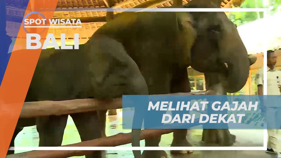 Serunya Bisa Memberi Makan Gajah dari Jarak Super Dekat, Bali