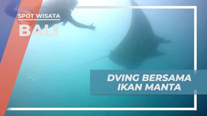Diving Seru Bersama Ikan Manta di Manta Point Bali