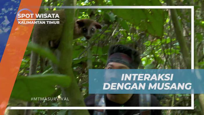 Berinteraksi dengan Musang di Hutan Kalimantan Timur