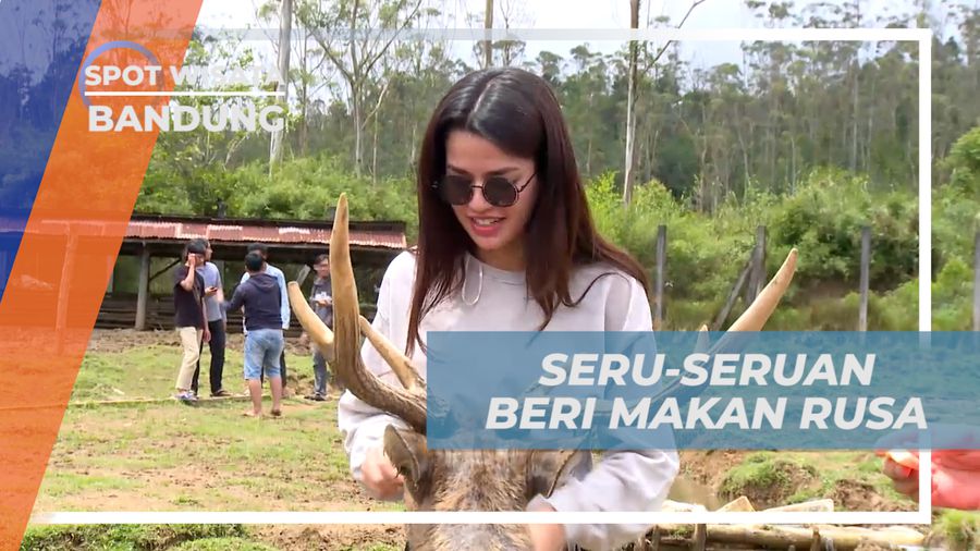 Menikmati Keseruan Memberi Makan Rusa Secara Langsung, Bandung