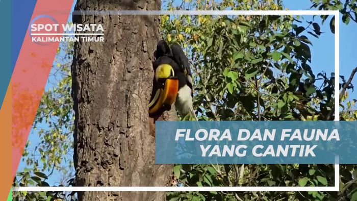 Menikmati Keindahan Flora dan Fauna Hutan Kalimantan Timur