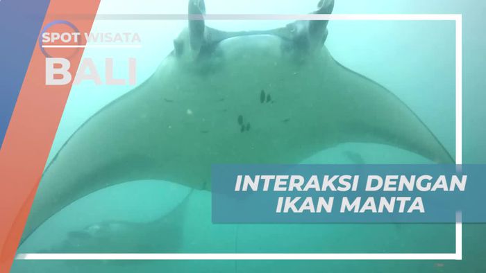 Berinteraksi Langsung dengan Ikan Manta di Manta Point Bali