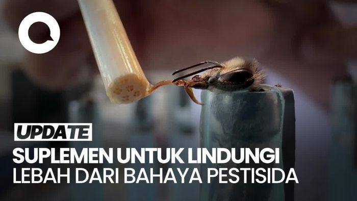 Video: Ilmuwan Kembangkan Suplemen untuk Lindungi Lebah dari Pestisida
