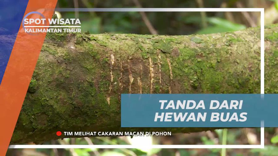 Menemukan Jejak Hewan Buas di Hutan Kalimantan Timur