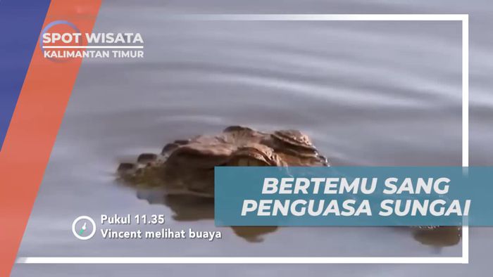 Bertemu Buaya Sang Penguasa Sungai di Kalimantan Timur
