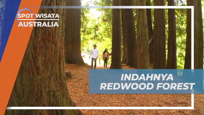 Menikmati Pesona Kecantikan Alam Redwood Forest yang Memukau, Australia