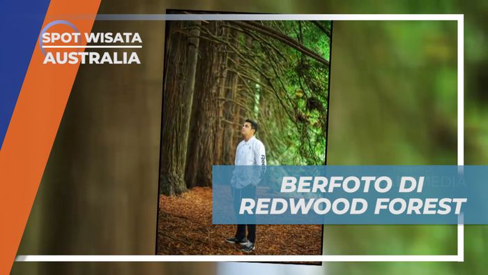 Abadikan Momen Seru, Cekrak-cekrek di Antara Hutan Pinus, Australia