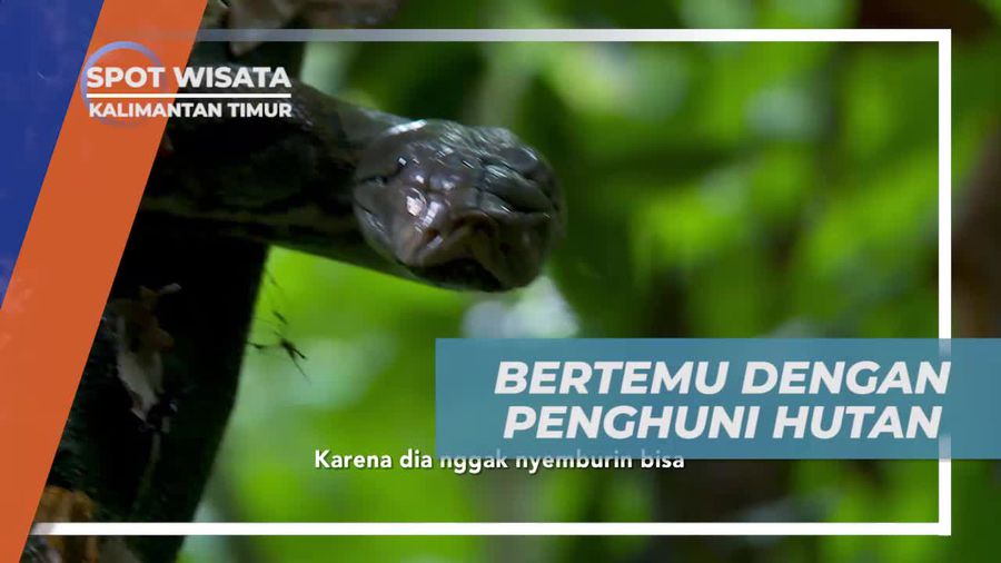 Menjelajah Hutan dan Bertemu Ular Python, Kalimantan Timur