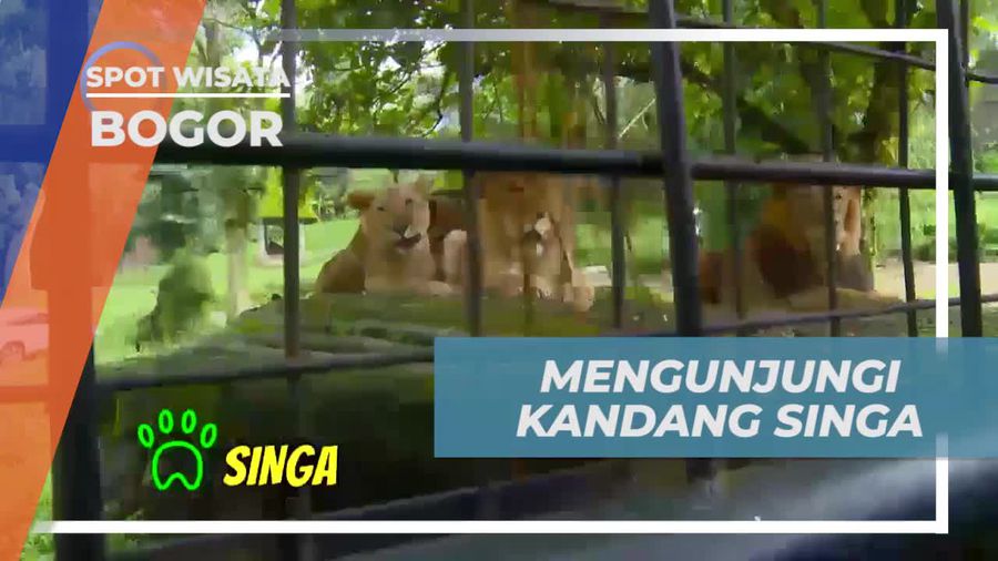 Mengunjungi Kandang Singa yang Ekstrem di Taman Safari, Bogor