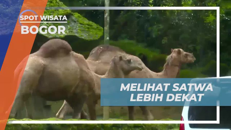 Berpetualang Melihat Satwa Lebih Dekat di Safari Journey, Bogor