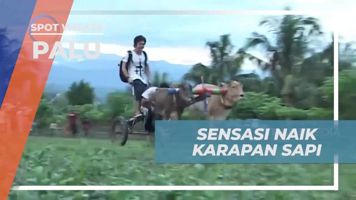 Mencoba Sensasi Balap Karapan Sapi di Palu