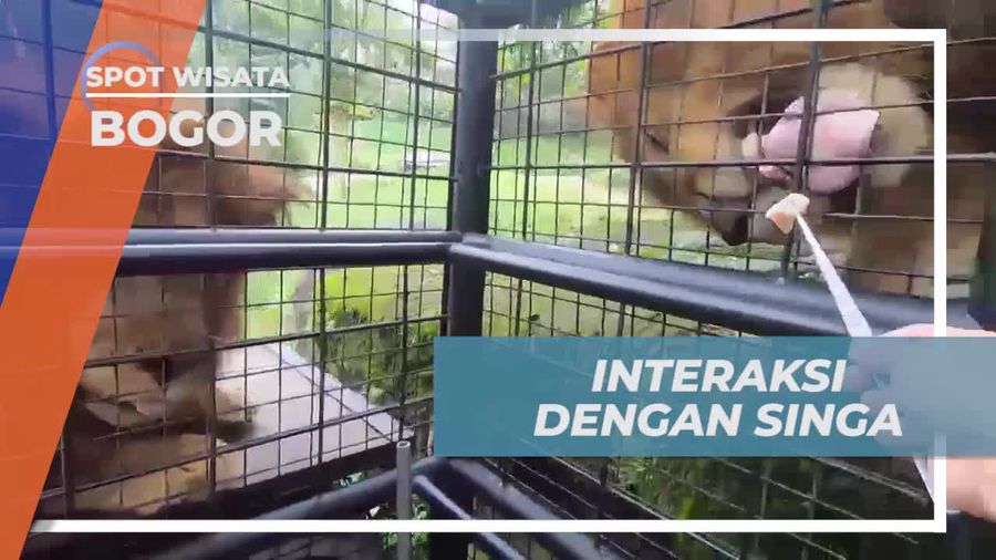 Serunya Memberi Makan Singa di Taman Safari, Bogor