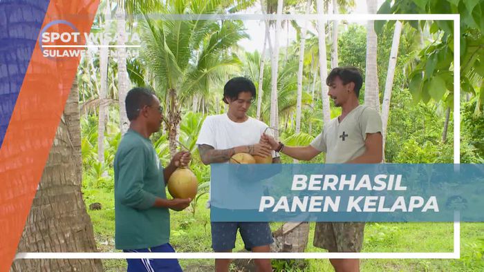 Panen Kelapa di Pulau Labobo, Sulawesi Tengah