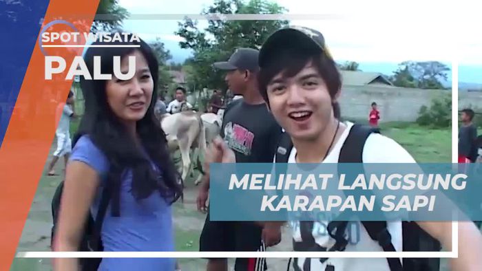 Mengintip Keseruan Karapan Sapi Langsung di Palu