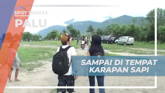 Perjalanan Seru ke Lokasi Karapan Sapi, Palu
