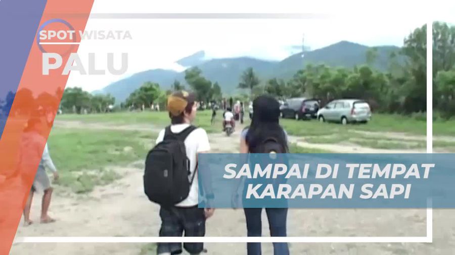 Perjalanan Seru ke Lokasi Karapan Sapi, Palu