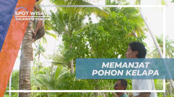 Tantangan Memanjat Pohon Kelapa di Pulau Labobo, Sulawesi Tengah