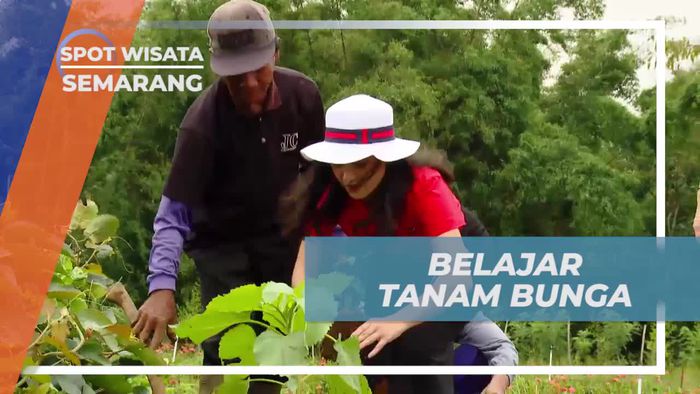 Belajar Menanam Bunga di Taman Bunga Celosia, Semarang