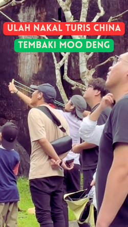 Video: Detik-detik Turis China Tembaki Moo Deng Pakai Ketapel