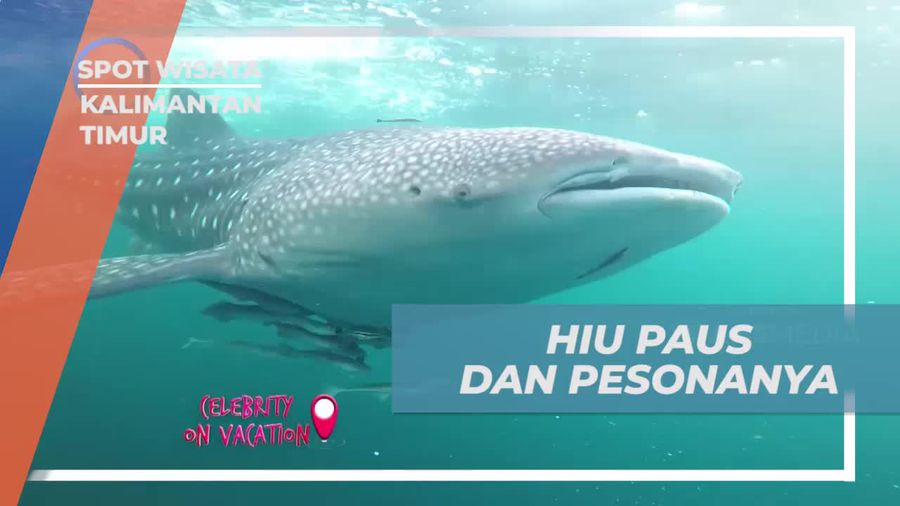 Berenang Bersama Hiu Paus dan Nikmati Keindahan Laut di Kalimantan Timur
